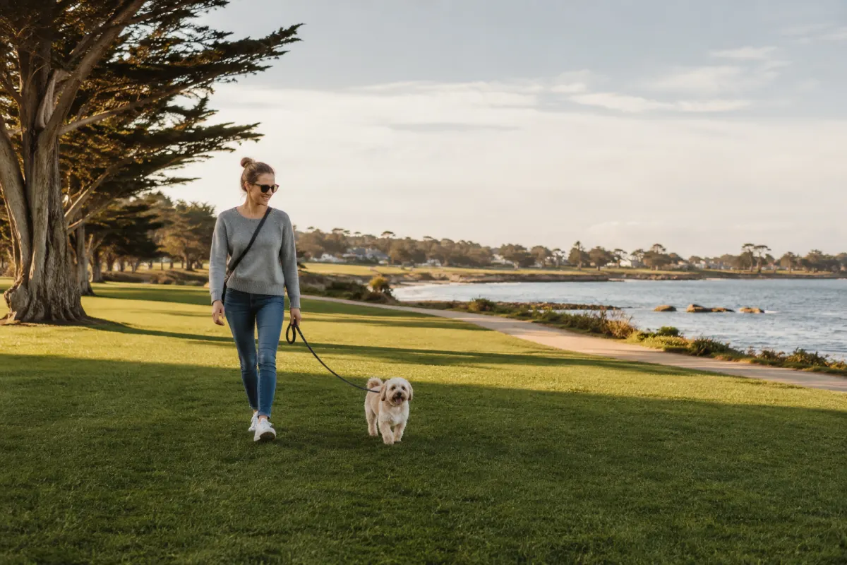 A generic breezy bayside lawn meeting a shoreline path with a person and a small dog.