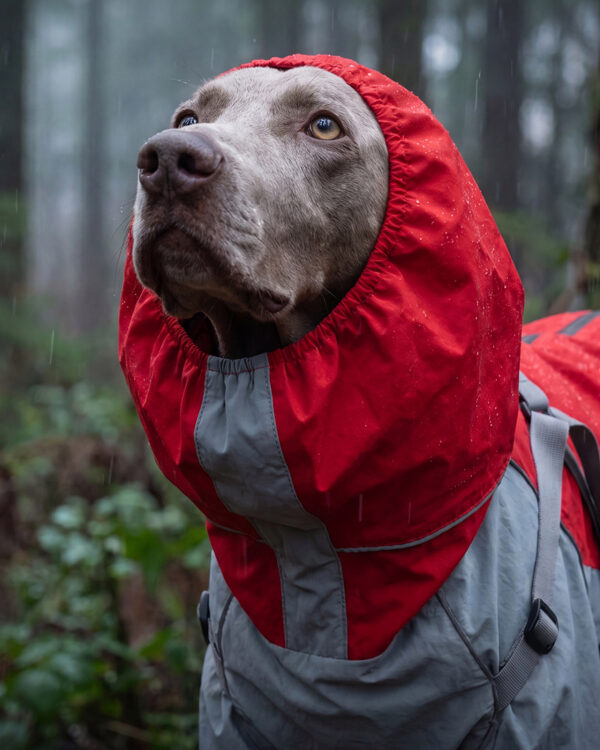 A weimaraner looks out from the red hood of the four-leg rain suit.