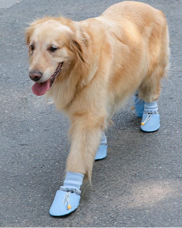 Everyday Cinch-Top Dog Paw Boots