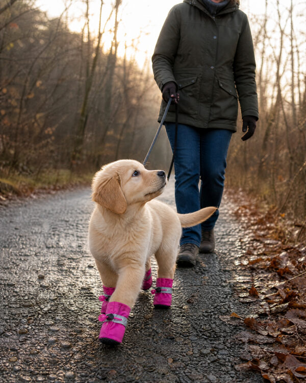 A person walks a puppy wearing the pink paw boots along a wet path.