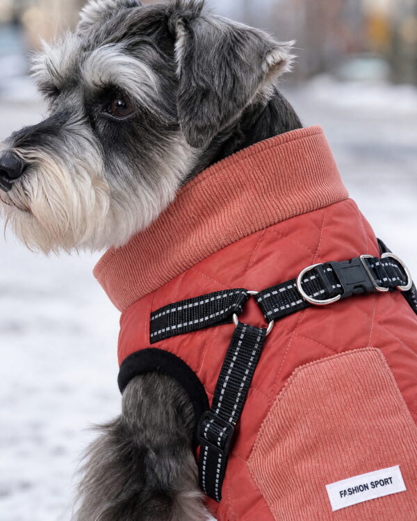 Close-up of the coat's corduroy stand collar standing up around a small dog's neck on a cold street.