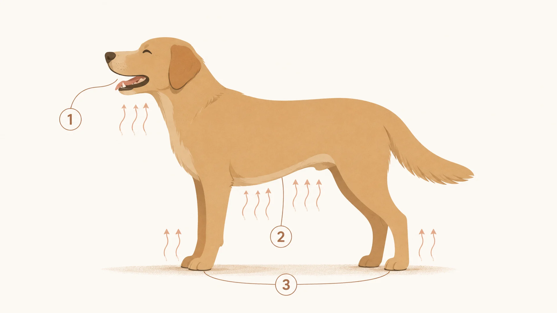 Diagram of a dog in side profile with three routes for losing heat marked: one at the open mouth for panting, two along the thinly furred underside of the body, three at the paw pads, with faint arrows showing warmth rising away from the mouth and belly.