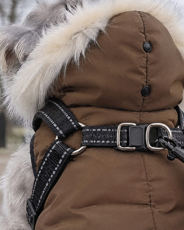 Close-up of the back harness strap under the hood with two silver D-rings, a black buckle and a leash clip