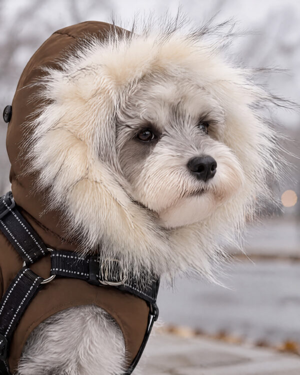 Close-up of a dog with the vest hood up, the cream faux-fur ruff framing its face and ears