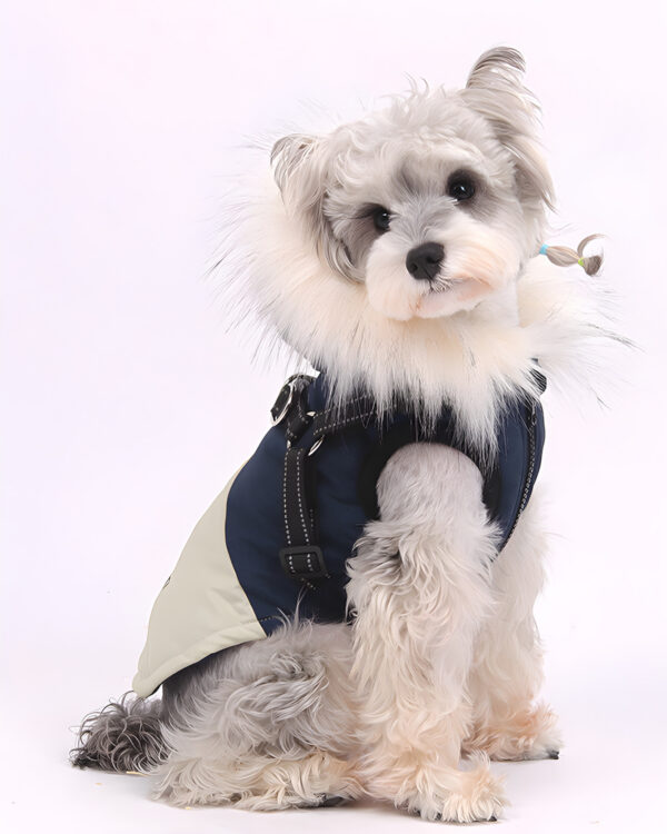 Small dog sitting in the navy padded vest with fur ruff and reflective harness straps, seen from the front