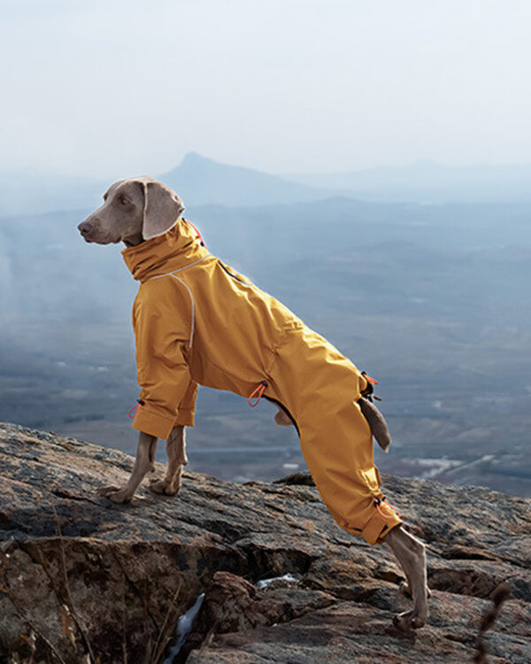A gray dog wears the mustard four-leg suit on a rocky overlook, with paws and tail uncovered.